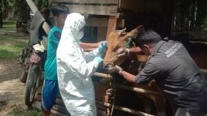 Jelang Ramadhan, Pemkab Sarolangun Genjot Vaksinasi Ternak Cegah PMK dan SE